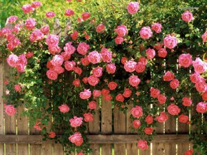 Катереща се роза - много красиви цветя.