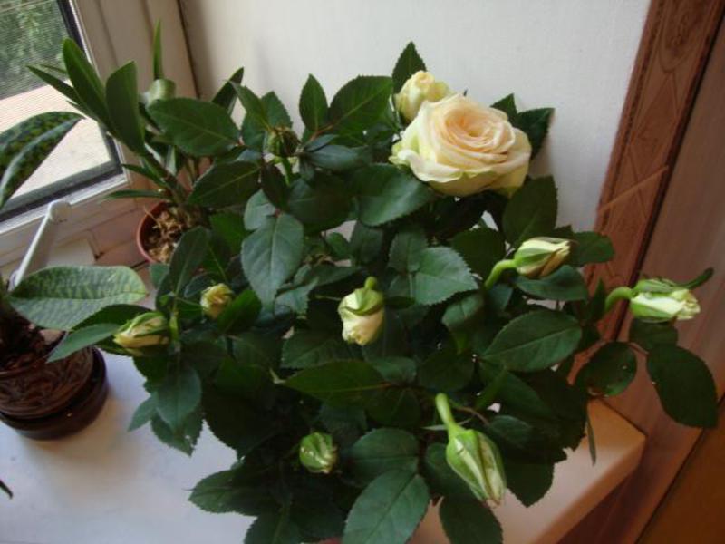 Rose Cordana ванилия е красиво домашно цвете.