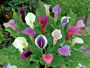 Domaća kala je obitelj cvijeća različitih sorti i boja.