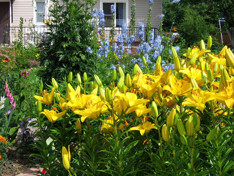 Жълтите лилии също са много популярни сред домашните градинари.