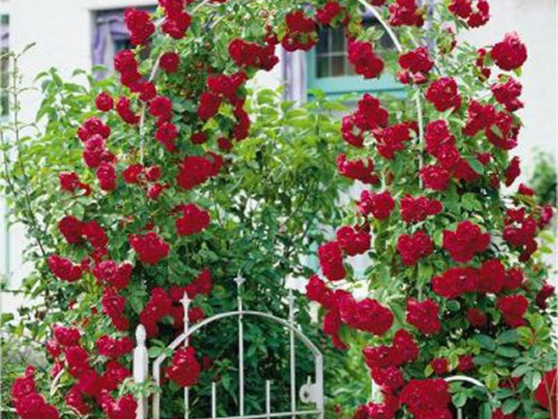 Катерливи рози цвят