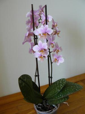 Regole di irrigazione dell'orchidea