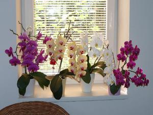 Vidinės orchidėjos