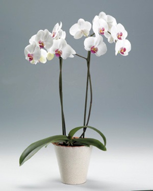 Come piantare un'orchidea