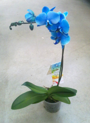 Paano mag-aalaga ng mga orchid
