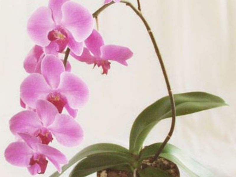 Kaip prižiūrėti orchidėjas