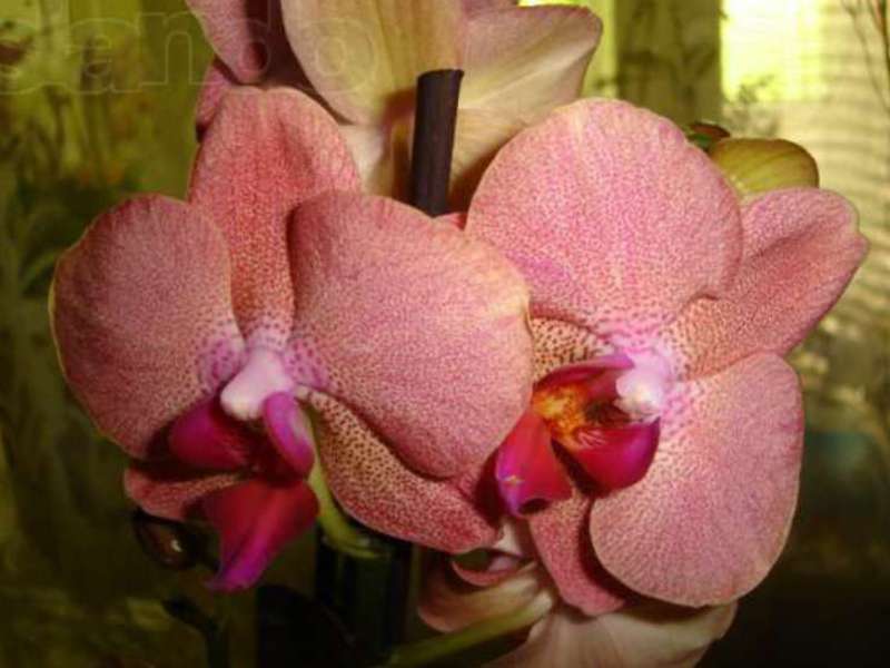 Sąlygos auginti orchidėjas namuose