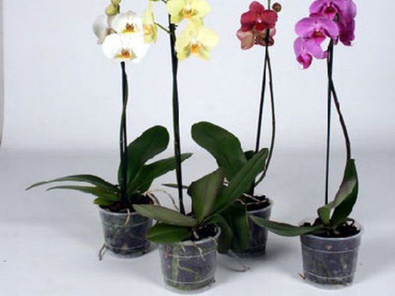 Quanto dura la fioritura di un'orchidea