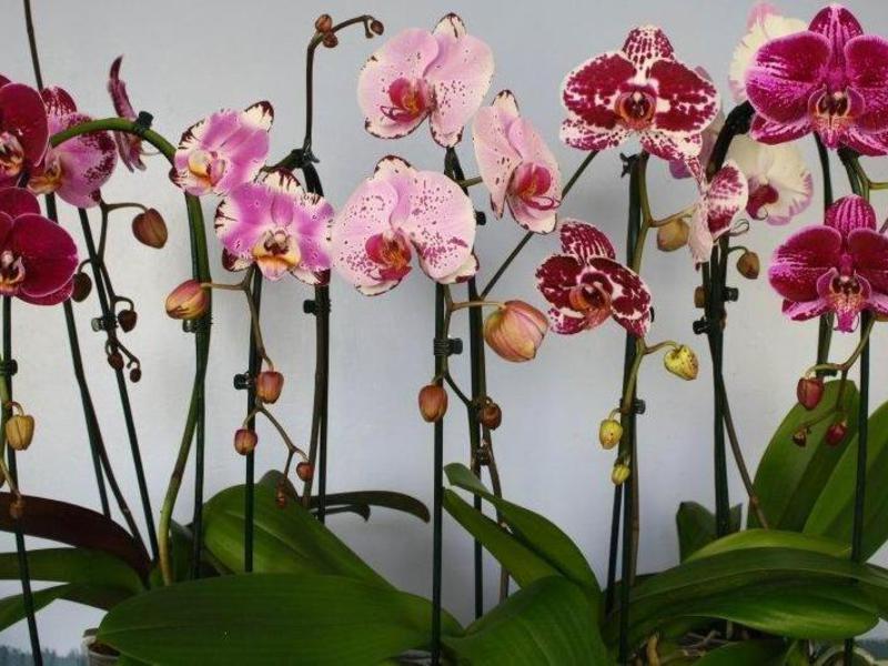 Tipi e nomi di orchidee
