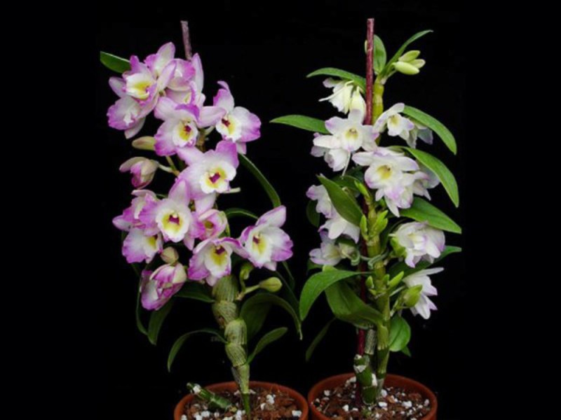 Orchid na panahon ng pamumulaklak