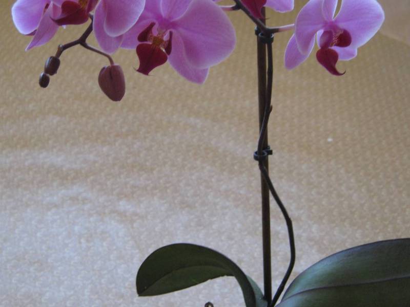 Vidinės orchidėjos