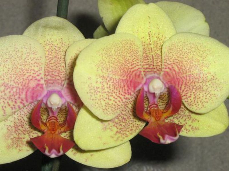 Kaip prižiūrėti orchidėjas