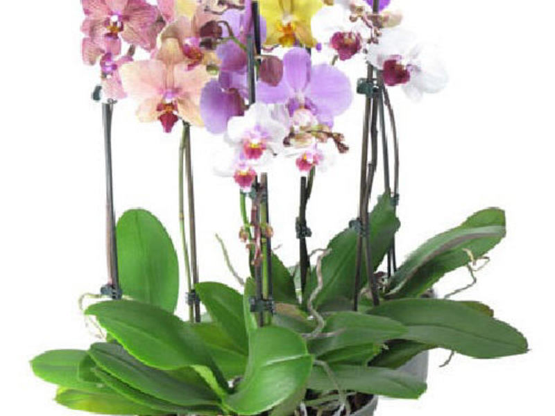 Pangangalaga sa bahay orchid