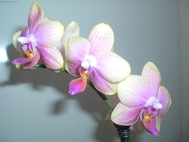 Paano mag-aalaga ng mga orchid