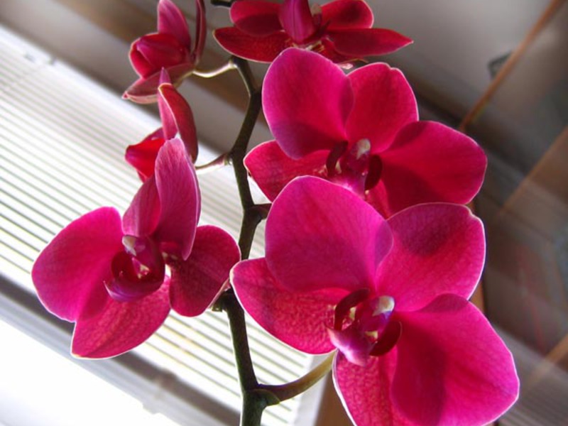 Orchidėjos spalva