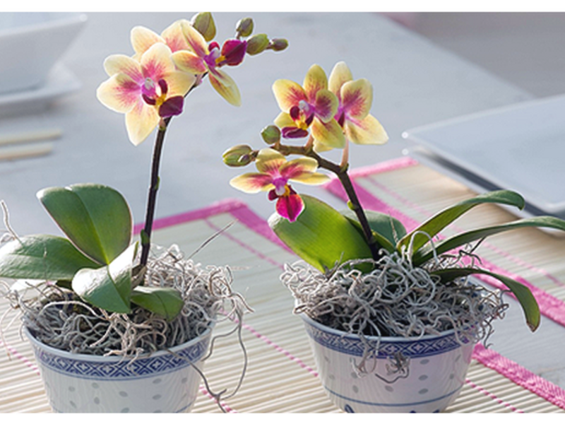 Orchidea domestica