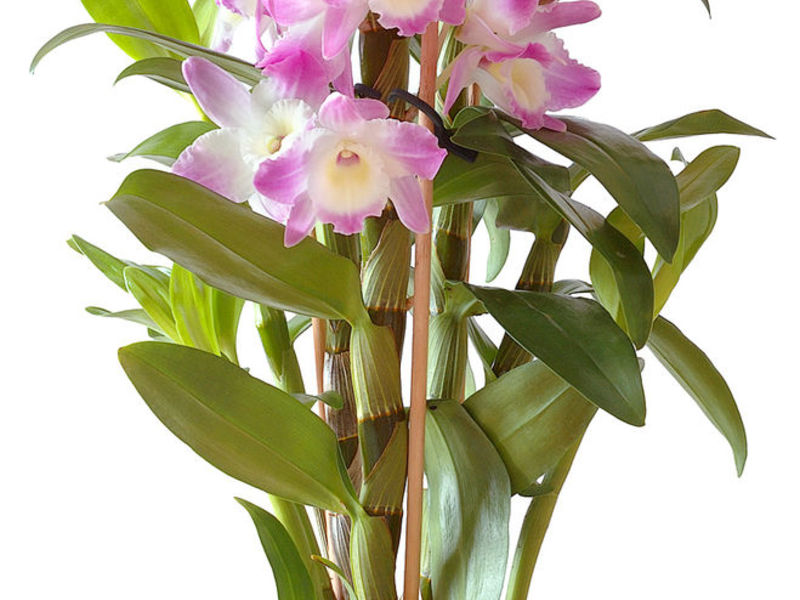 Orchidee da interni