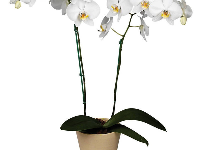 Mga panloob na orchid