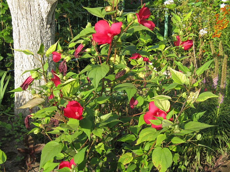 Vrtni crveni hibiskus grm je sa svijetlim cvjetovima.