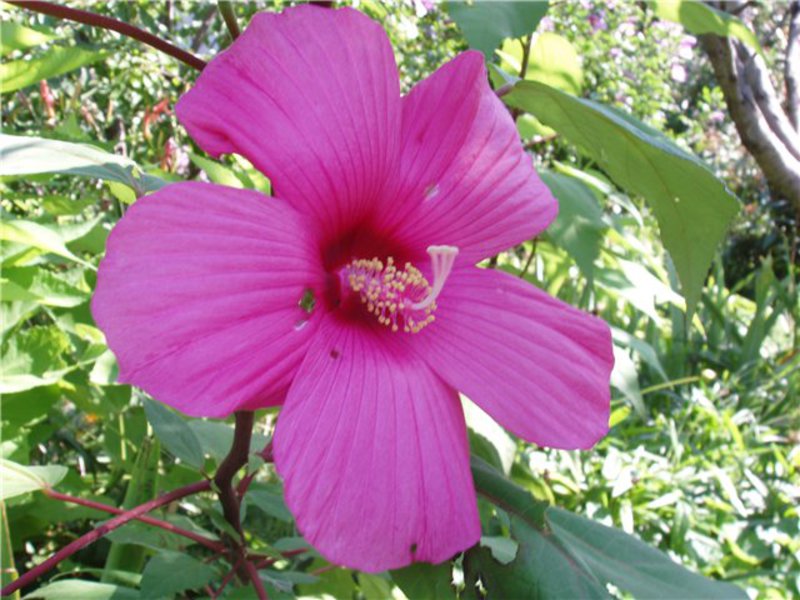 Ružičasti cvijet hibiskusa prikazan je na fotografiji.