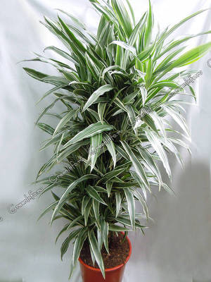 Dracaena deremskaya: un'interessante varietà di una pianta domestica