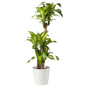 La dracaena profumata è un tipo di pianta in vaso.