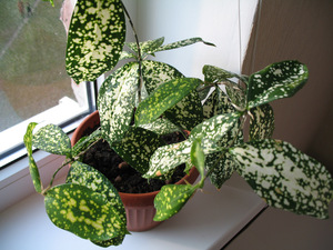 Dracaena Godsef è una delle varietà popolari di questa pianta.