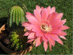 Woestijncactus tijdens de bloei