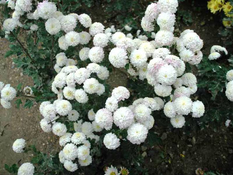 Грижа за хризантема