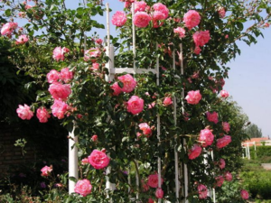Quali condizioni sono necessarie per coltivare rose rampicanti