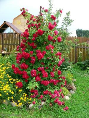 Come piantare rose rampicanti