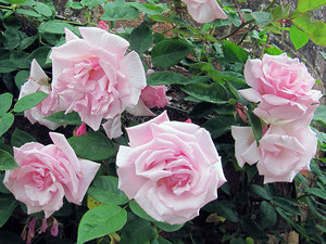 Belle rose rampicanti