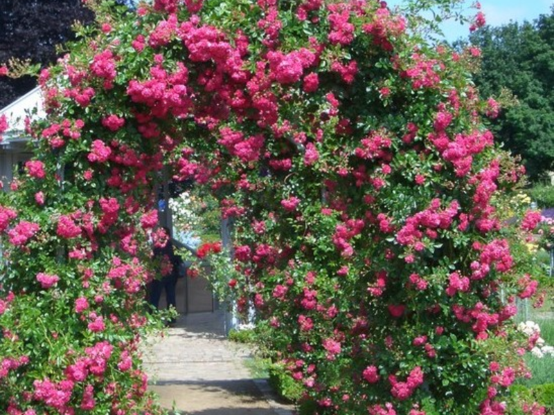 Rožių sodinimo ir priežiūros taisyklės