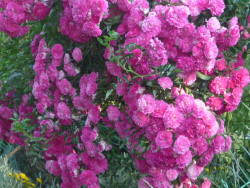 Rose rampicanti varietà resistenti all'inverno