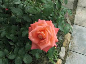 Описание и сортове хибридни чаени рози
