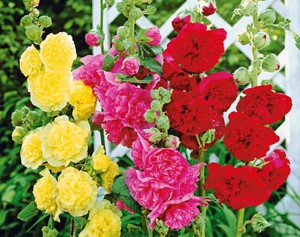 Завързването на стъблото на роза ви позволява да отглеждате красиви високи цветя.