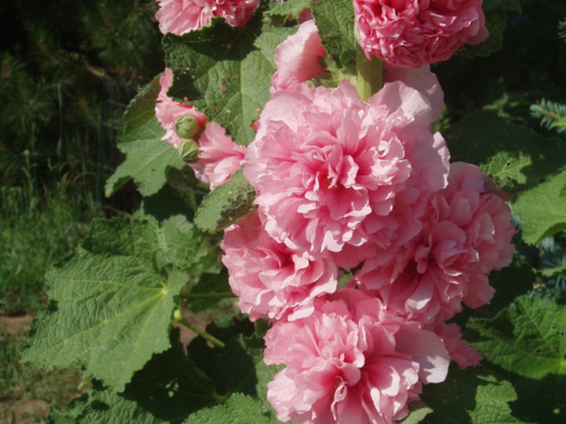 Роза или слез е градинско растение, което е много популярно в нашите географски ширини.