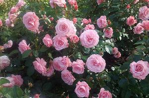 Cura e propagazione delle rose