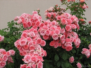 Rose di varietà Floribunda