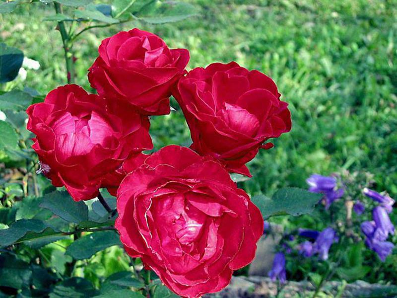 Описание на розите флорибунда