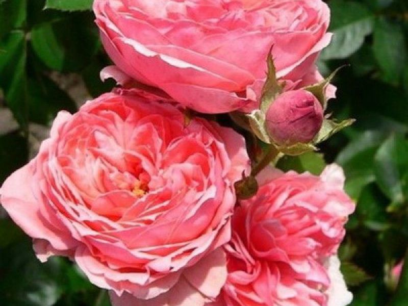 Come vengono coltivate le rose floribunda