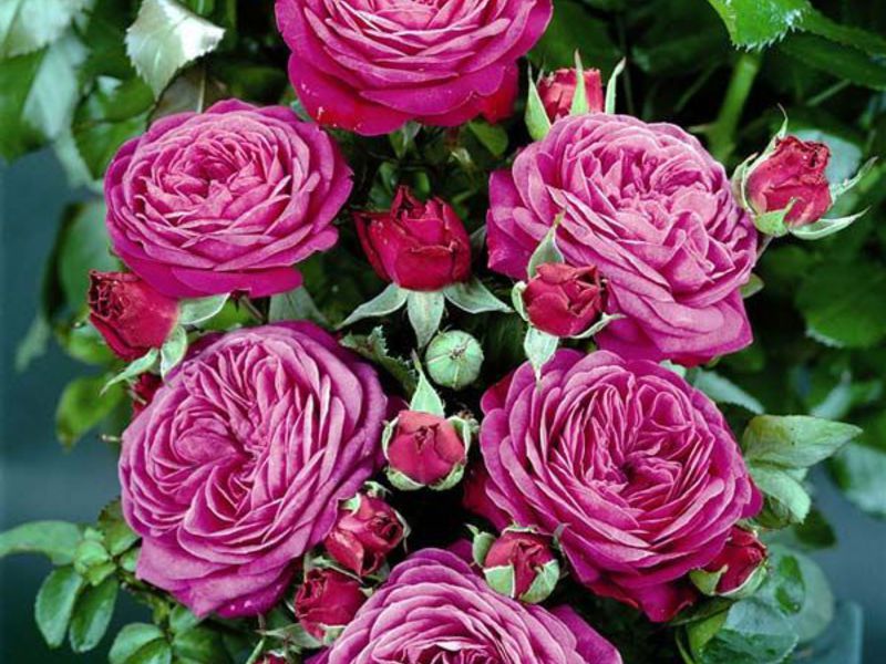 Descrizione della varietà di rose