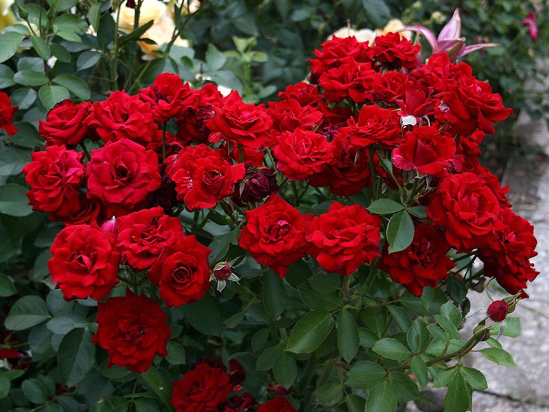 Koja je osobitost brige za ruže floribunde