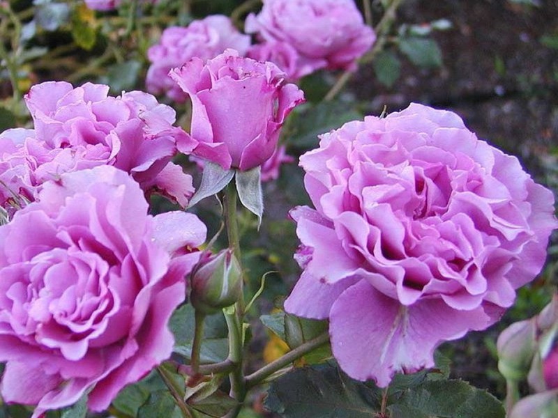 Rose di varietà Floribunda