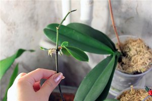 Как да не повредите корените на орхидеите