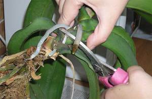 Regole per la cura delle orchidee