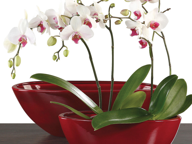 Trapianto di orchidee a casa