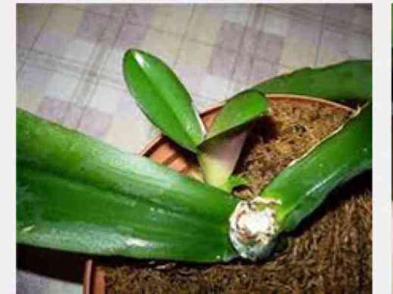 Come trapiantare la phalaenopsis - istruzioni passo passo