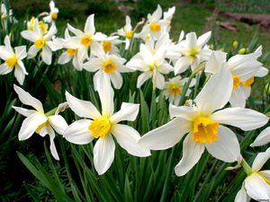 Narcissus graciozan cvijet