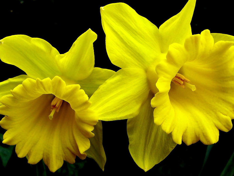 Mga paraan upang mapalago ang mga daffodil